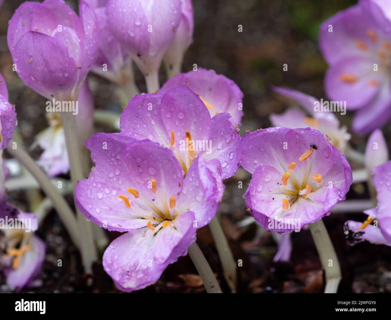 Rain spotted pink flowers of the autumn blooming hardy bulb, Colchicum autumnale 'Amethyst' Stock Photo