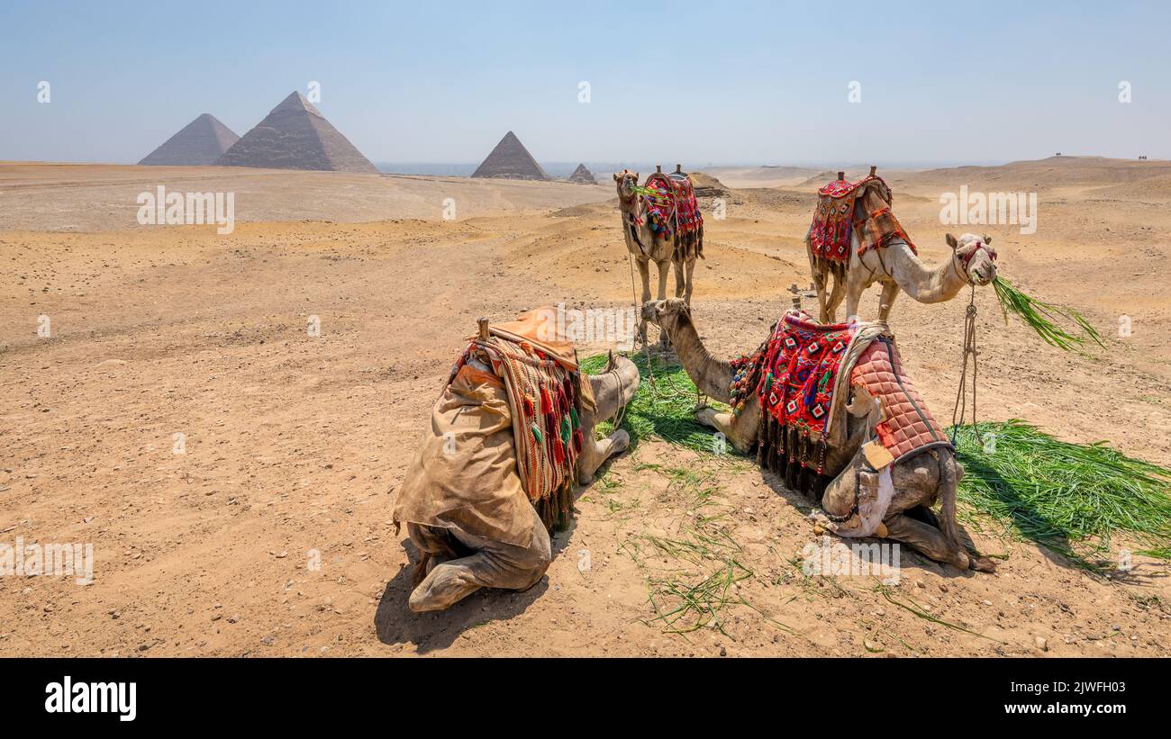 Camels eating with a view of the pyramids at Giza, Egypt Stock Photo