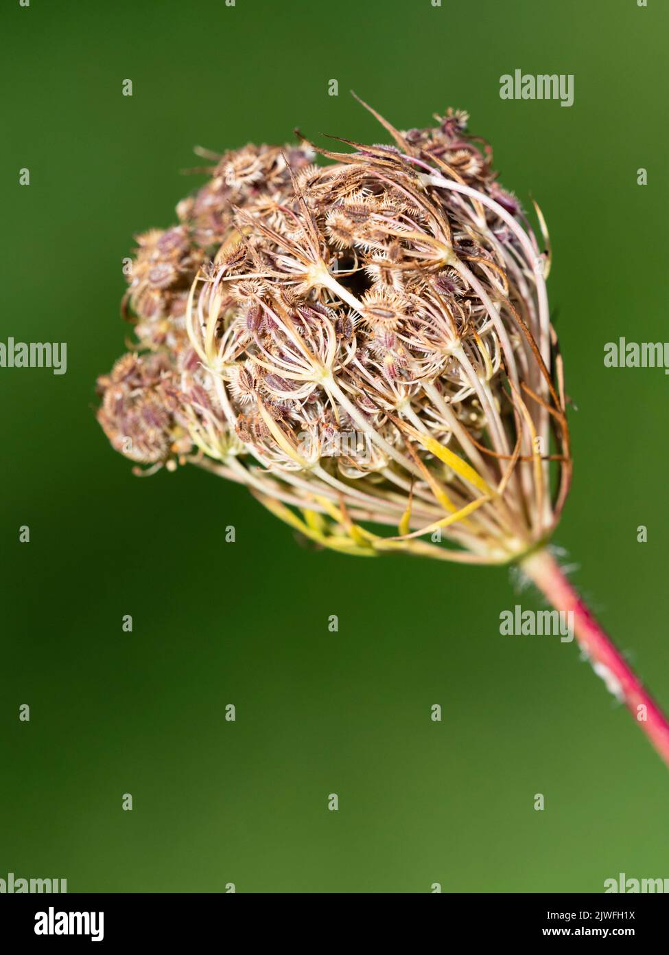 Seed head cage with bristly seeds of the hardy UK biennial, Daucus carota, Queen Anne's Lace Stock Photo