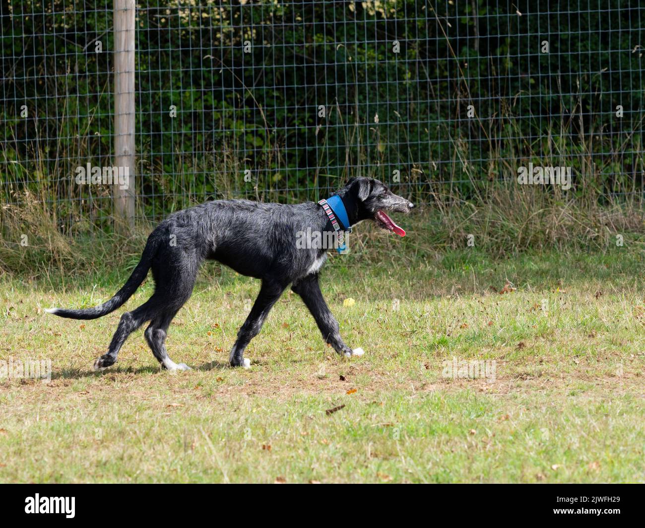 18 week old male deerhound x greyhound black and grey lurcher puppy walking in a grassy field Stock Photo