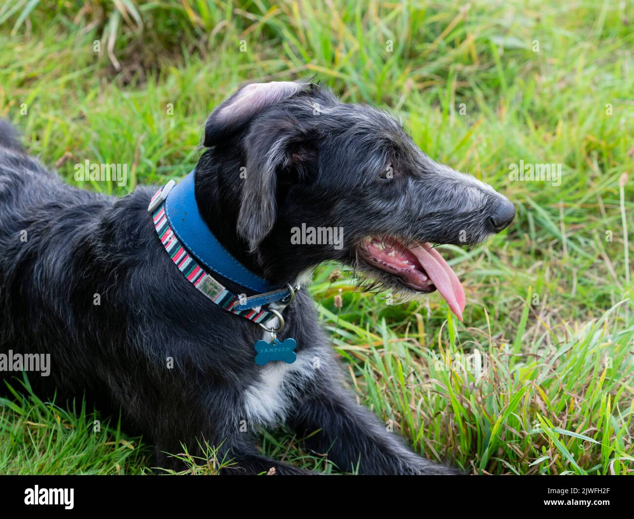 Headd shot of an 18 week old male deerhound x greyhound black and grey lurcher puppy resting in a grassy field Stock Photo