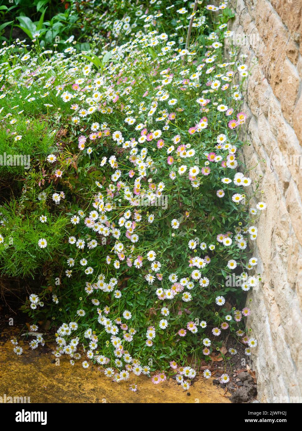 Small white fading to pink daisy flowers of the  hardy, long blooming Mexican fleabane, Erigeron karviskianus Stock Photo
