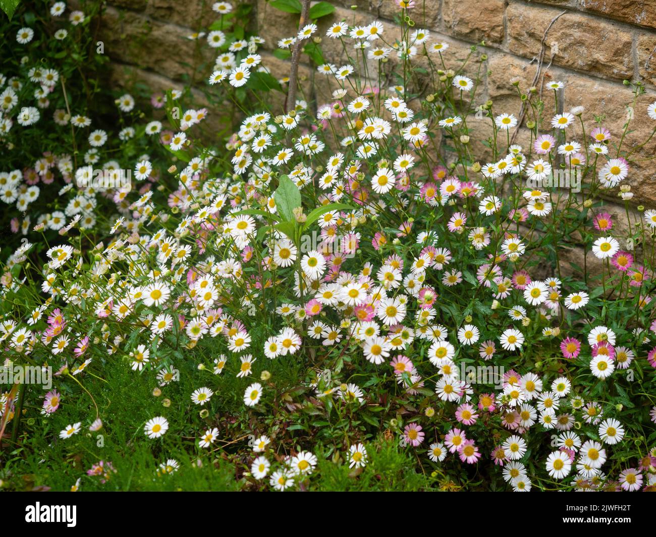 Small white fading to pink daisy flowers of the  hardy, long blooming Mexican fleabane, Erigeron karviskianus Stock Photo