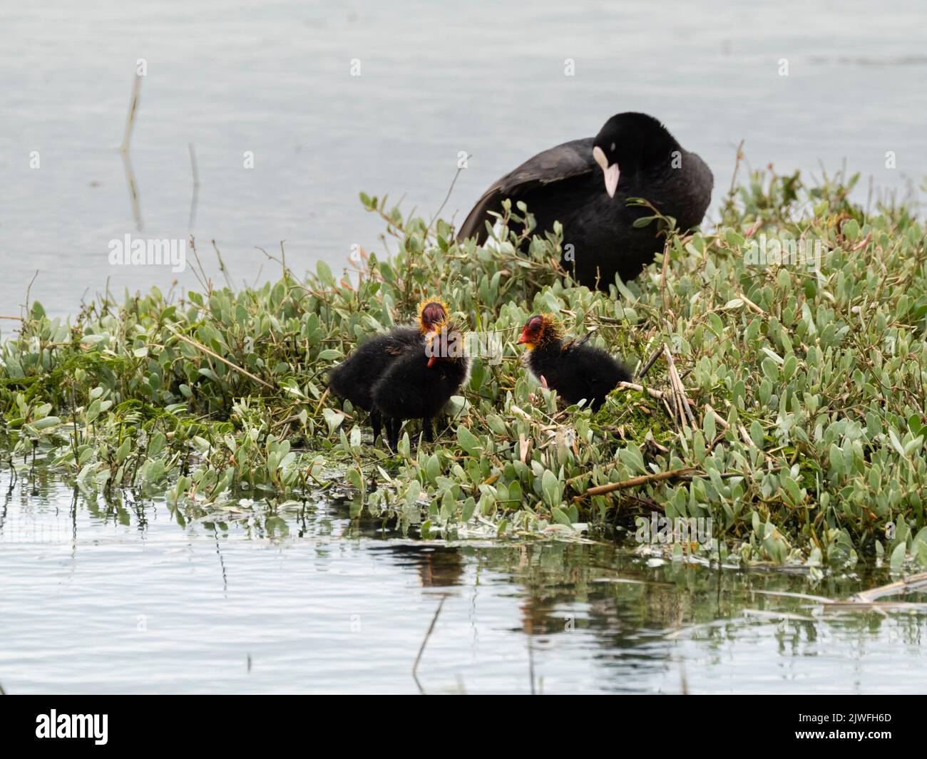 Parent coot, Fulica atra, watching over 3 chicks in a tidal inlet at Pagham Harbour, UK Stock Photo