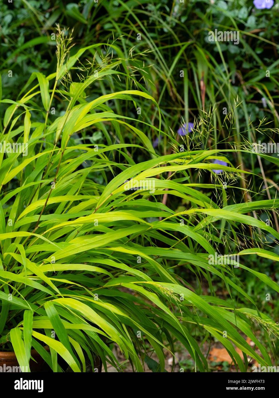 Gold tinged leaves ofthe hardy perennial Japanese forest grass, Hakonechloa macra 'Sunflare' Stock Photo