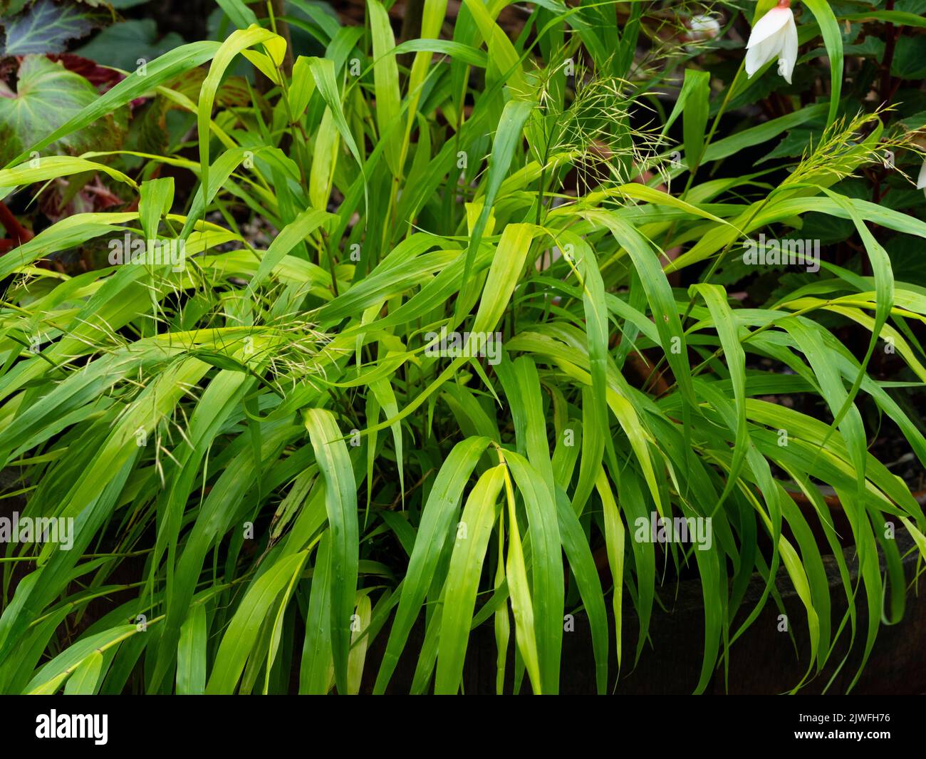 Gold tinged leaves ofthe hardy perennial Japanese forest grass, Hakonechloa macra 'Sunflare' Stock Photo