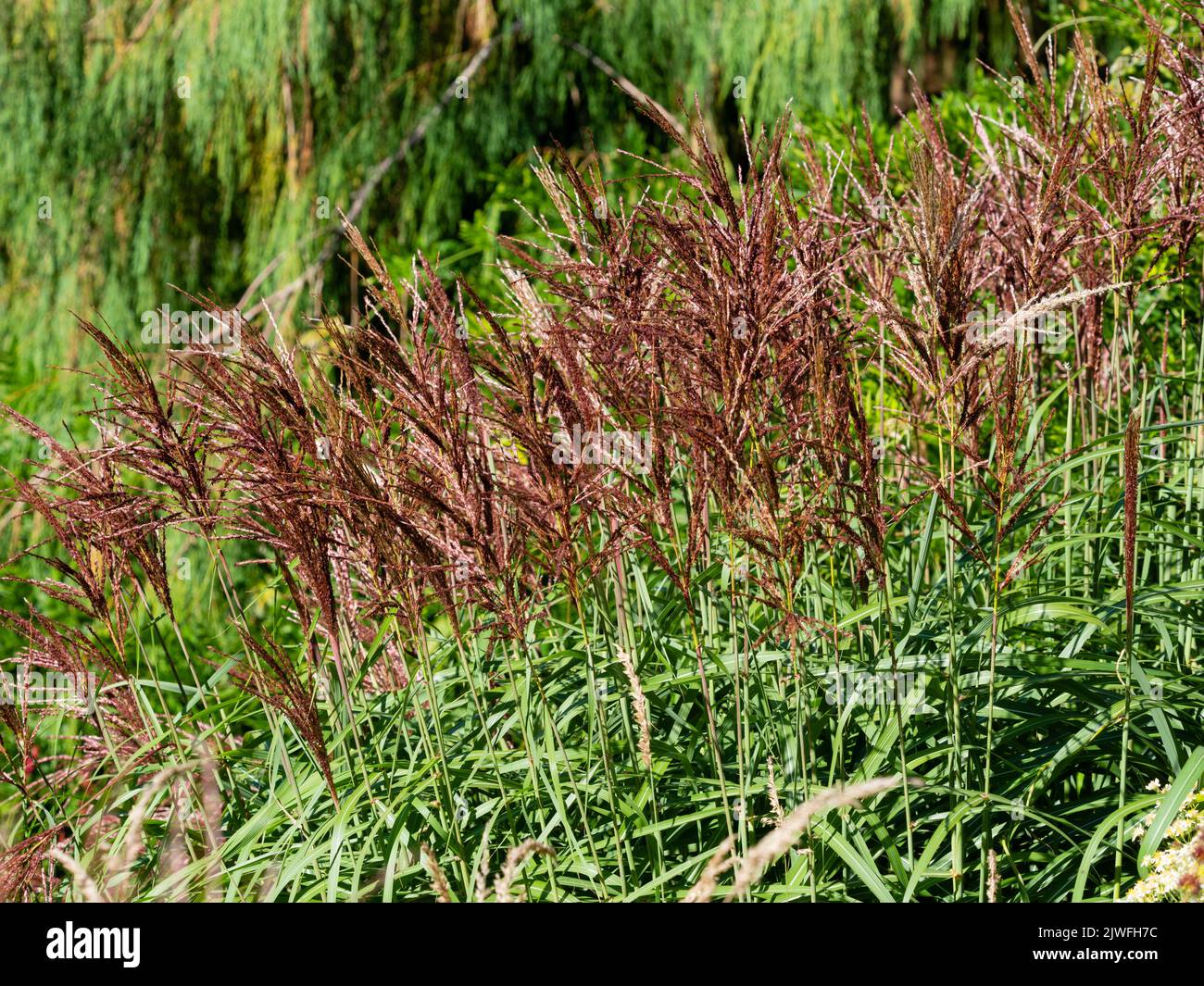 Late summer red-pink flower heads of the clumping ornamental hardy grass, Miscanthus sinensis 'Flamingo' Stock Photo