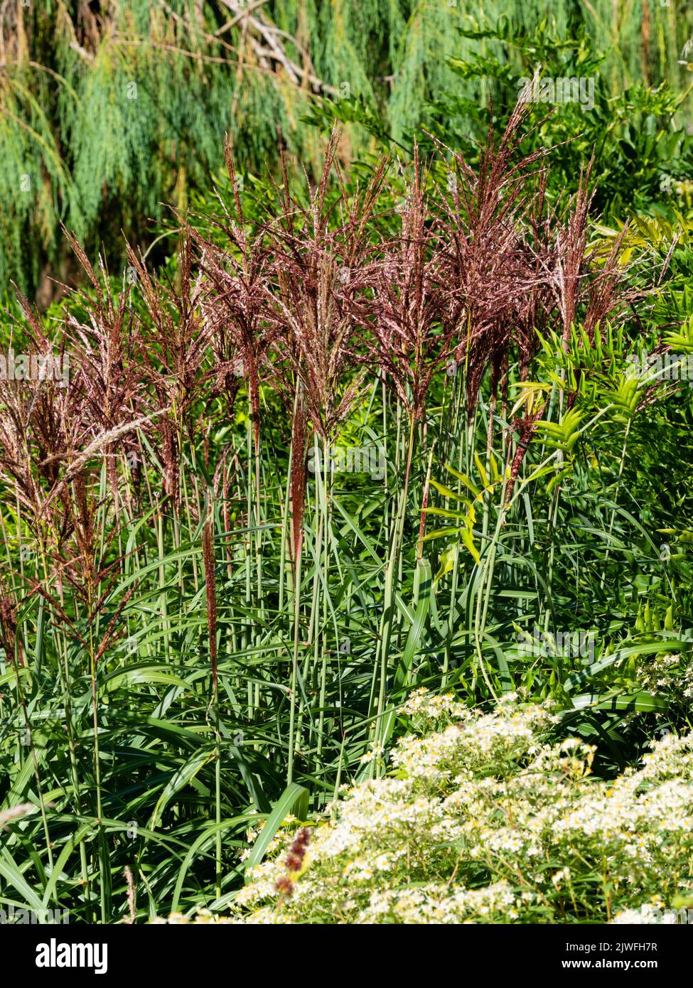 Late summer red-pink flower heads of the clumping ornamental hardy grass, Miscanthus sinensis 'Flamingo' Stock Photo