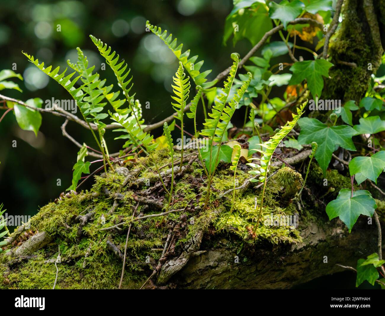 Common polypody fern, Polypodium vulgare, growing as an epiphyte on a moss covered branch in a Cornish wood Stock Photo