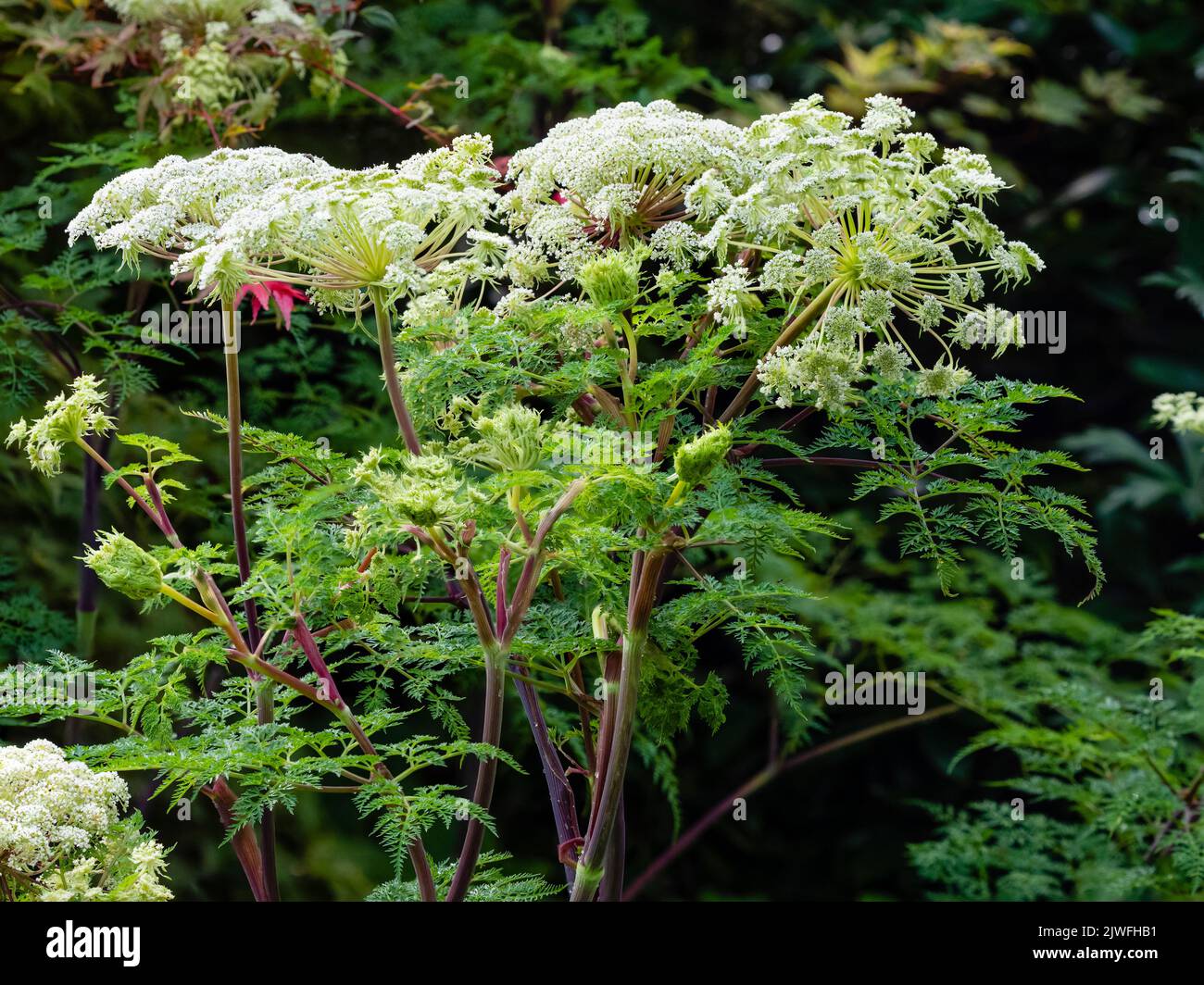 Domed umbels of starry white flowers above ferny foliage of the hardy perennial, Selinum wallichianum Stock Photo
