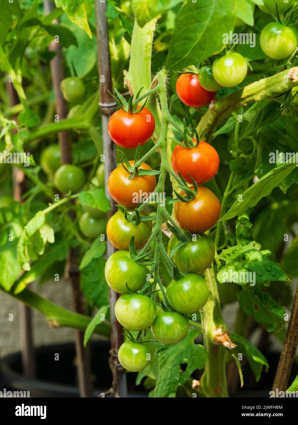 Tomato Cherry Ripe Ripe red, ripening and unripe cherry tomatoes, Solanum lycopersicum ...