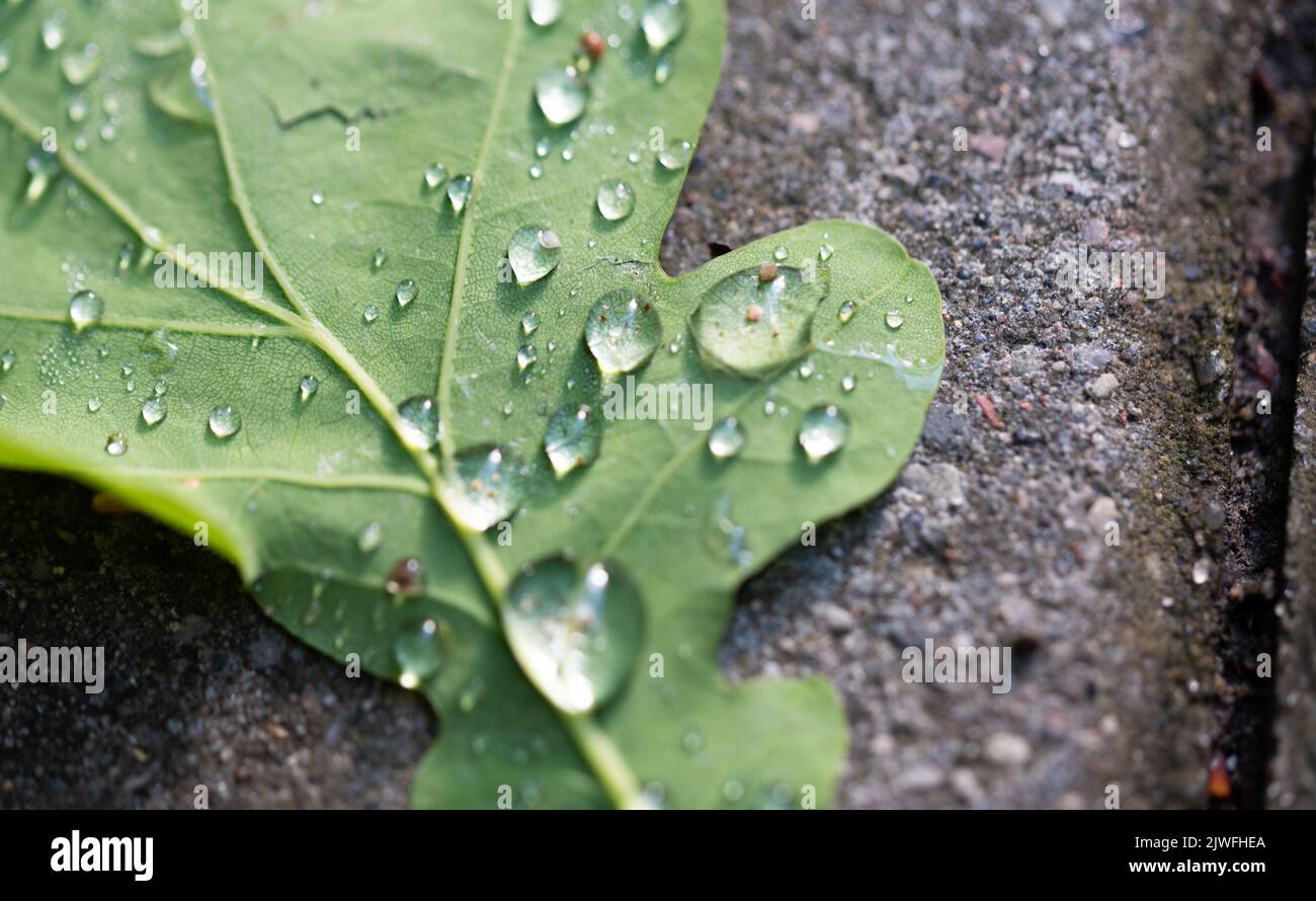Green oak leaf with water drops after rainfall. Close-up wet leaf lying on concrete. Stock Photo
