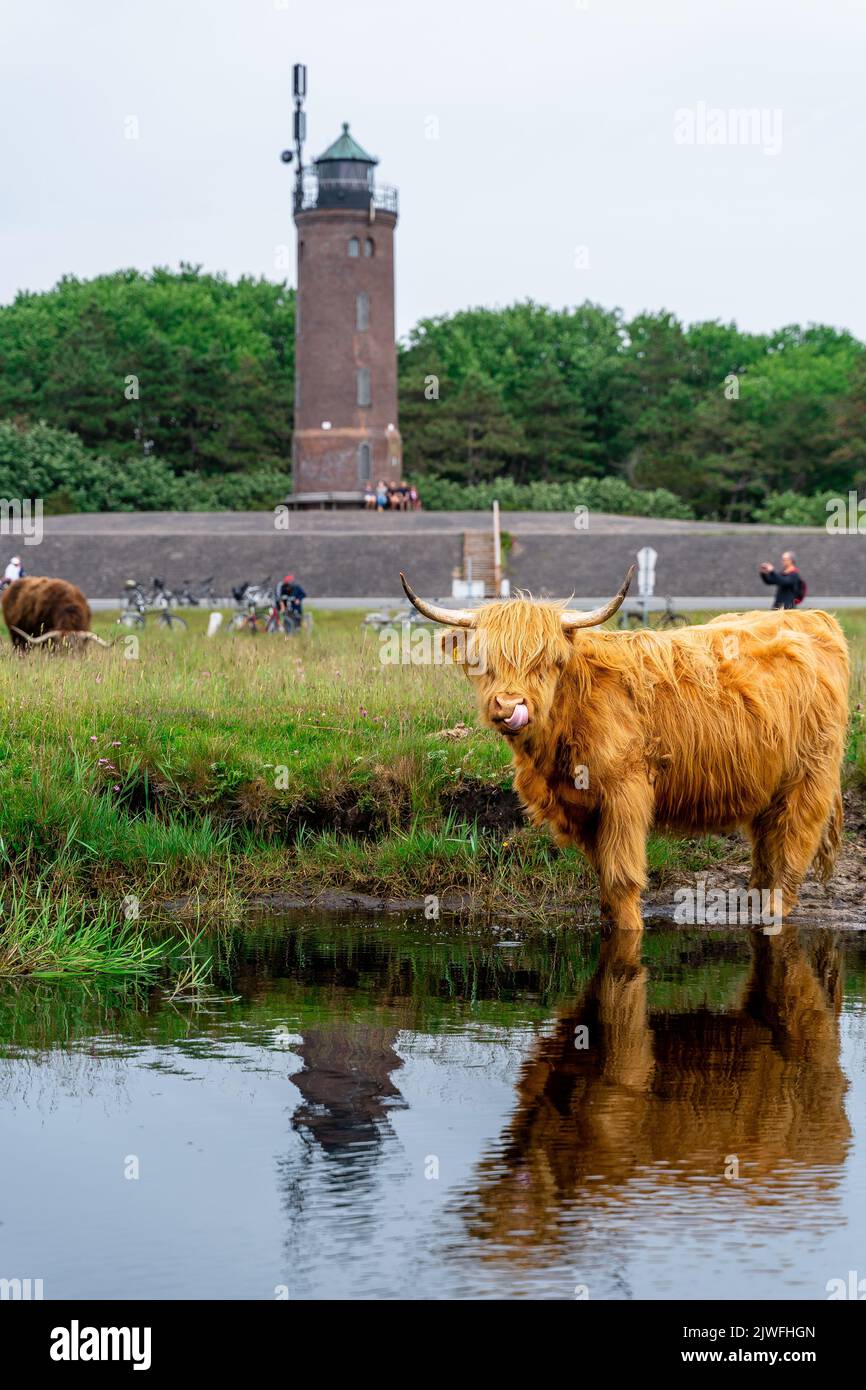 A vertical shot of a highland cow near the pond with green meadow and a ...