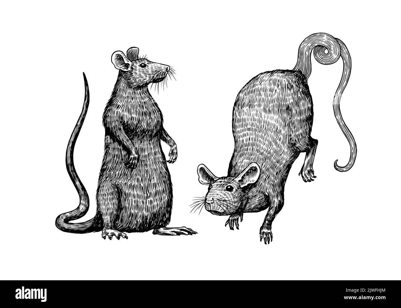 Rat or mouse. Graphic wild animal. Hand drawn vintage sketch. Engraved grunge elements. Stock Vector