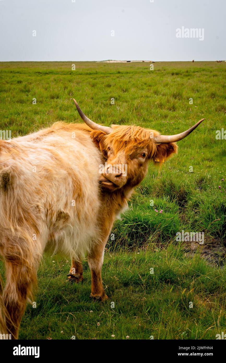 A vertical shot of the Highland cattle grazing in the green meadow ...