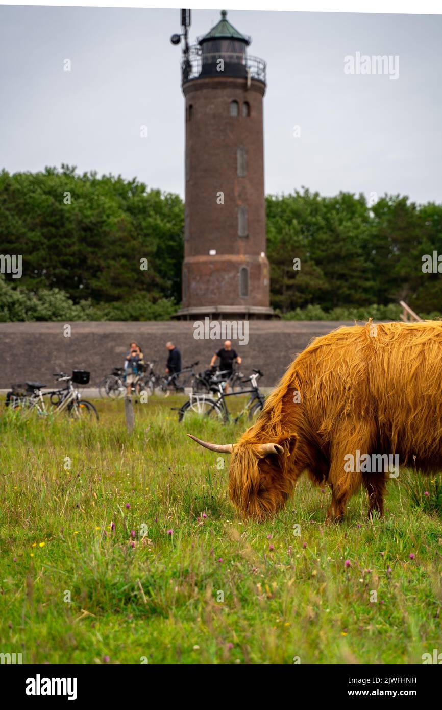 A vertical shot of a highland cow standing on the green grass with a ...