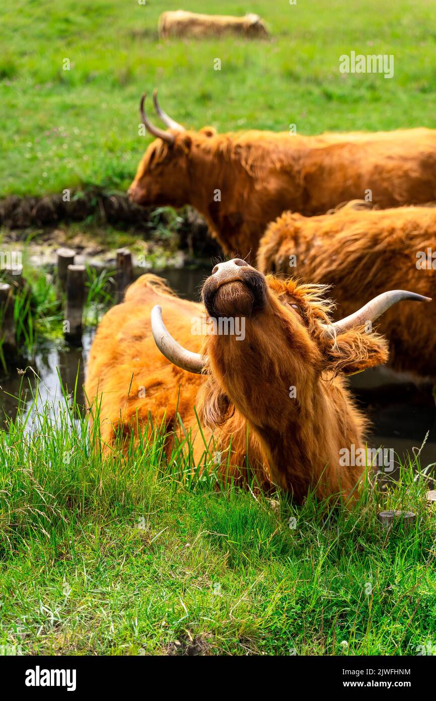 A vertical shot of the Highland cattle resting in the green meadow ...
