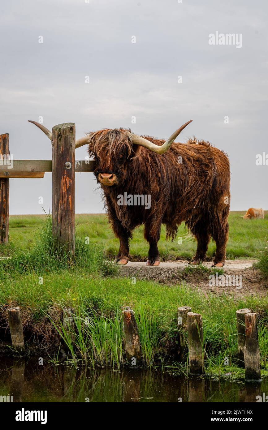 A vertical shot of the Highland cattle standing on the green meadow ...