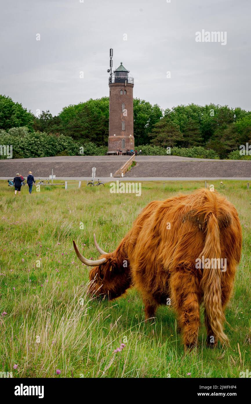 A vertical shot of a highland cow standing on the green grass with a ...
