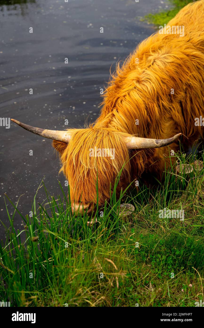 A vertical shot of the Highland cattle grazing in the green meadow with ...