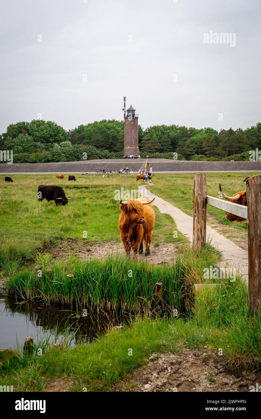 A vertical shot of a highland cows standing on the green grass with a ...