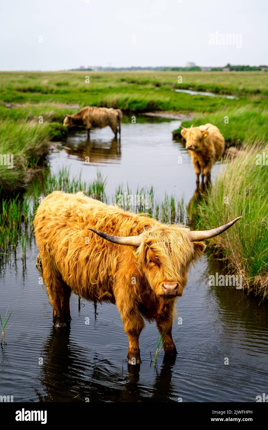 A vertical shot of highland cows standing in the pond with green grass ...