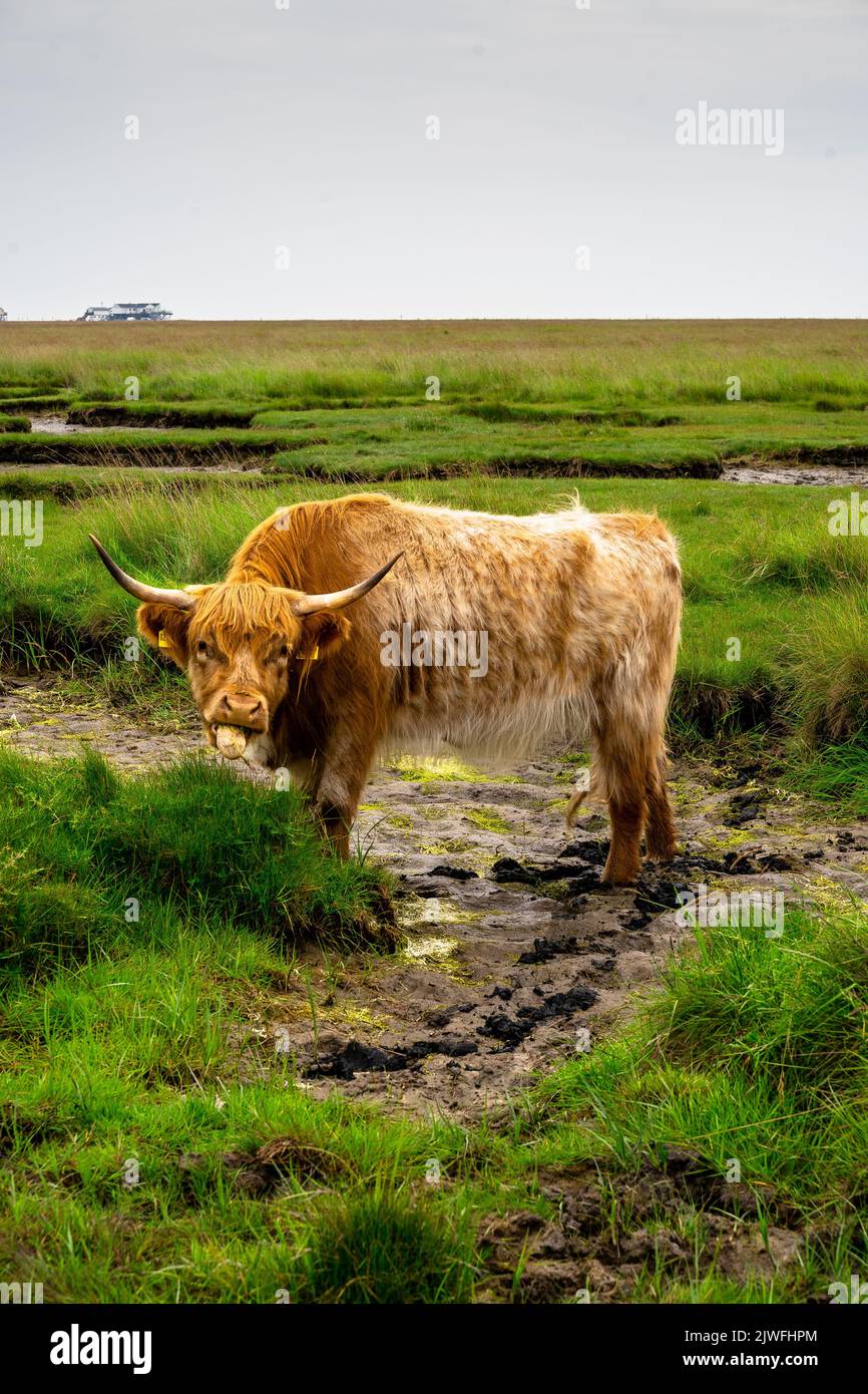 A vertical shot of the Highland cattle standing on the mud with green ...