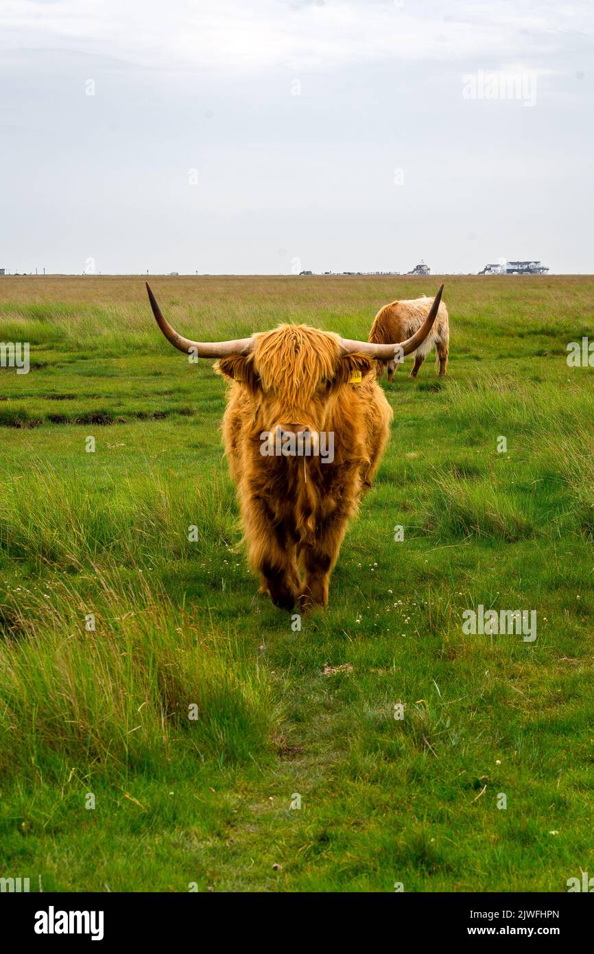 A vertical shot of the Highland cattle walking in the green meadow ...