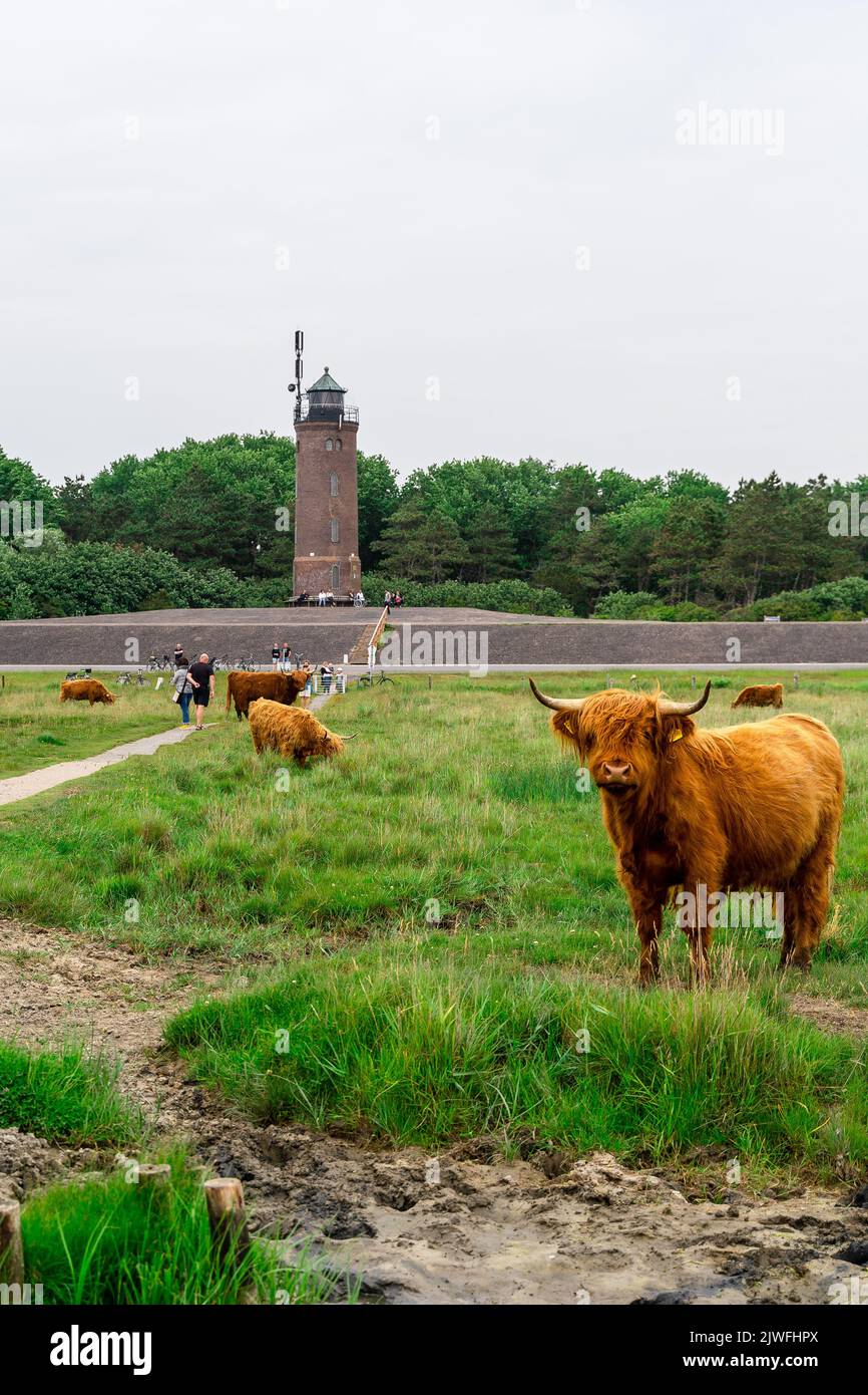 A vertical shot of highland cows standing on the green grass with a ...