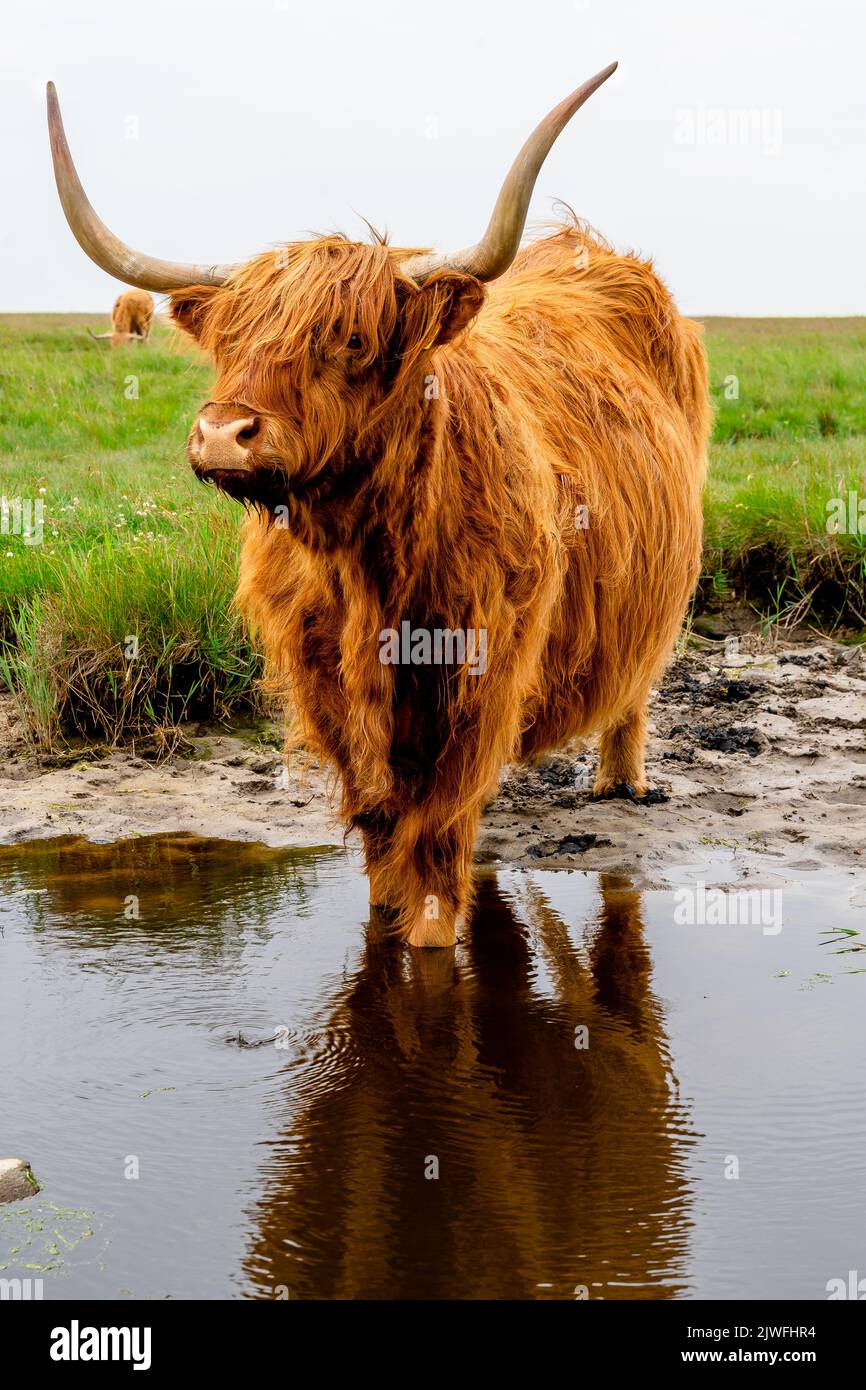 A vertical shot of the Highland cattle standing in the pons the green ...