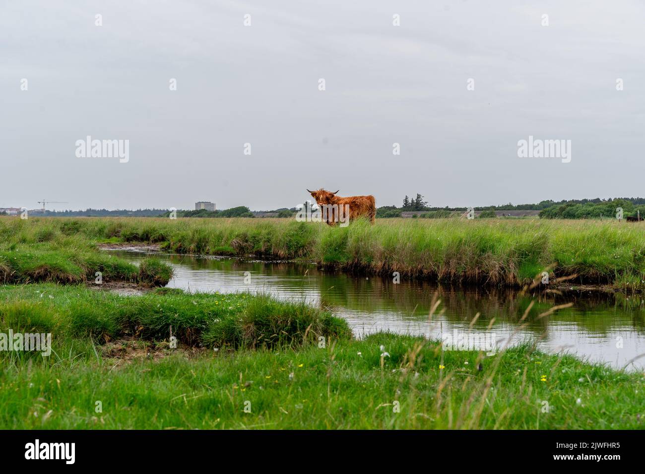 A vertical shot of the Highland cattle standing in the green meadow ...