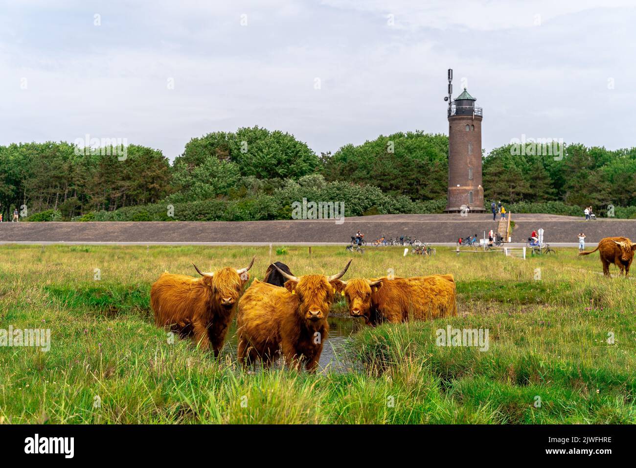 A vertical shot of highland cows standing on the green grass with a ...