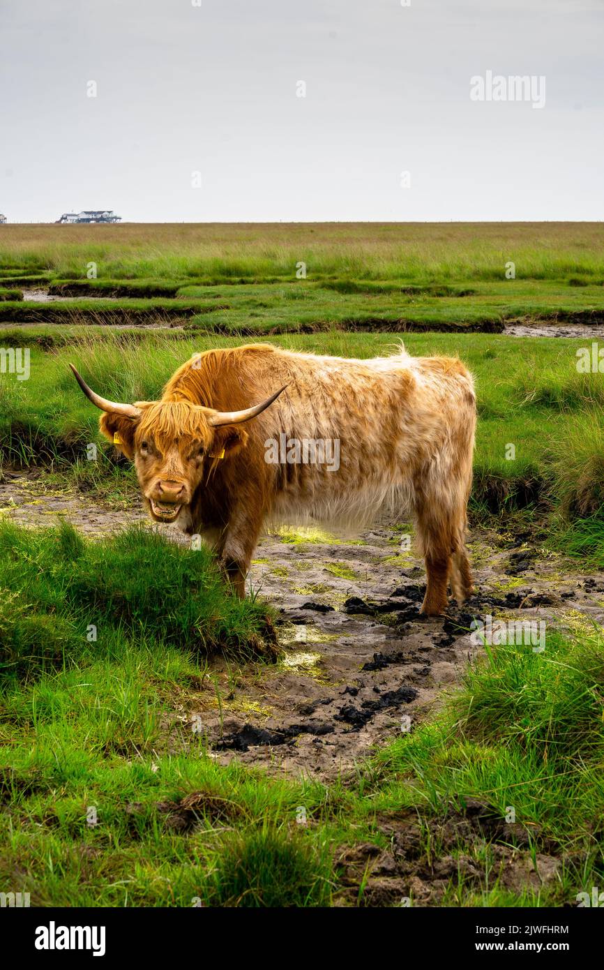 A vertical shot of the Highland cattle standing on the mud with green ...