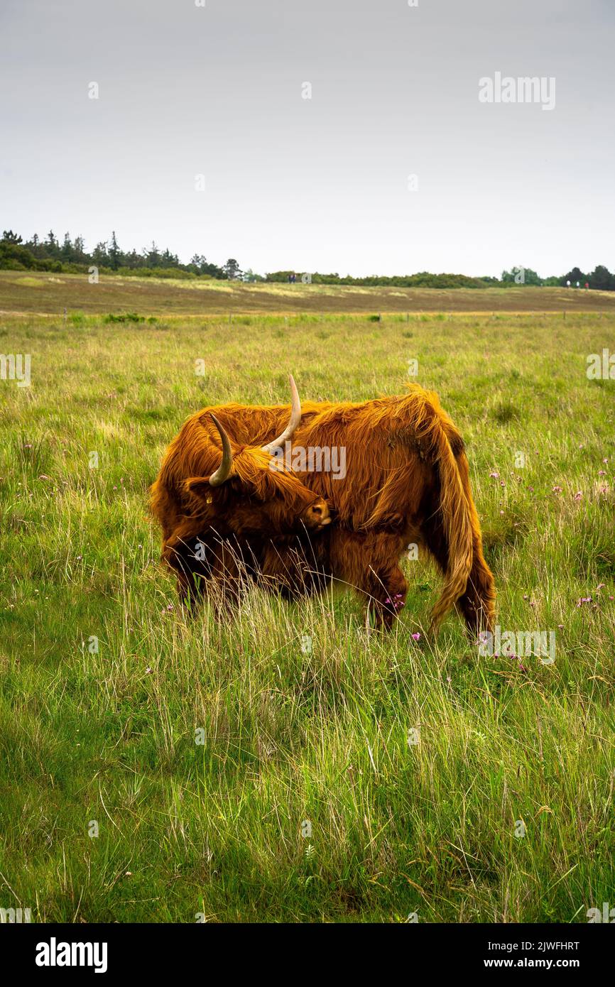 A vertical shot of a highland cow standing on the green grass in St ...