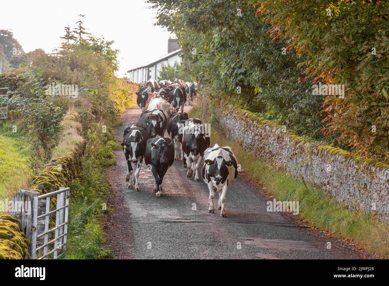 Read, Burnley, Lancashire, UK. 5th Sep, 2022. Dairy cows, on a fine autumn morning, making their way to the field after milking near Read, Burnley, Lancashire. Credit: John Eveson/Alamy Live News Stock Photo