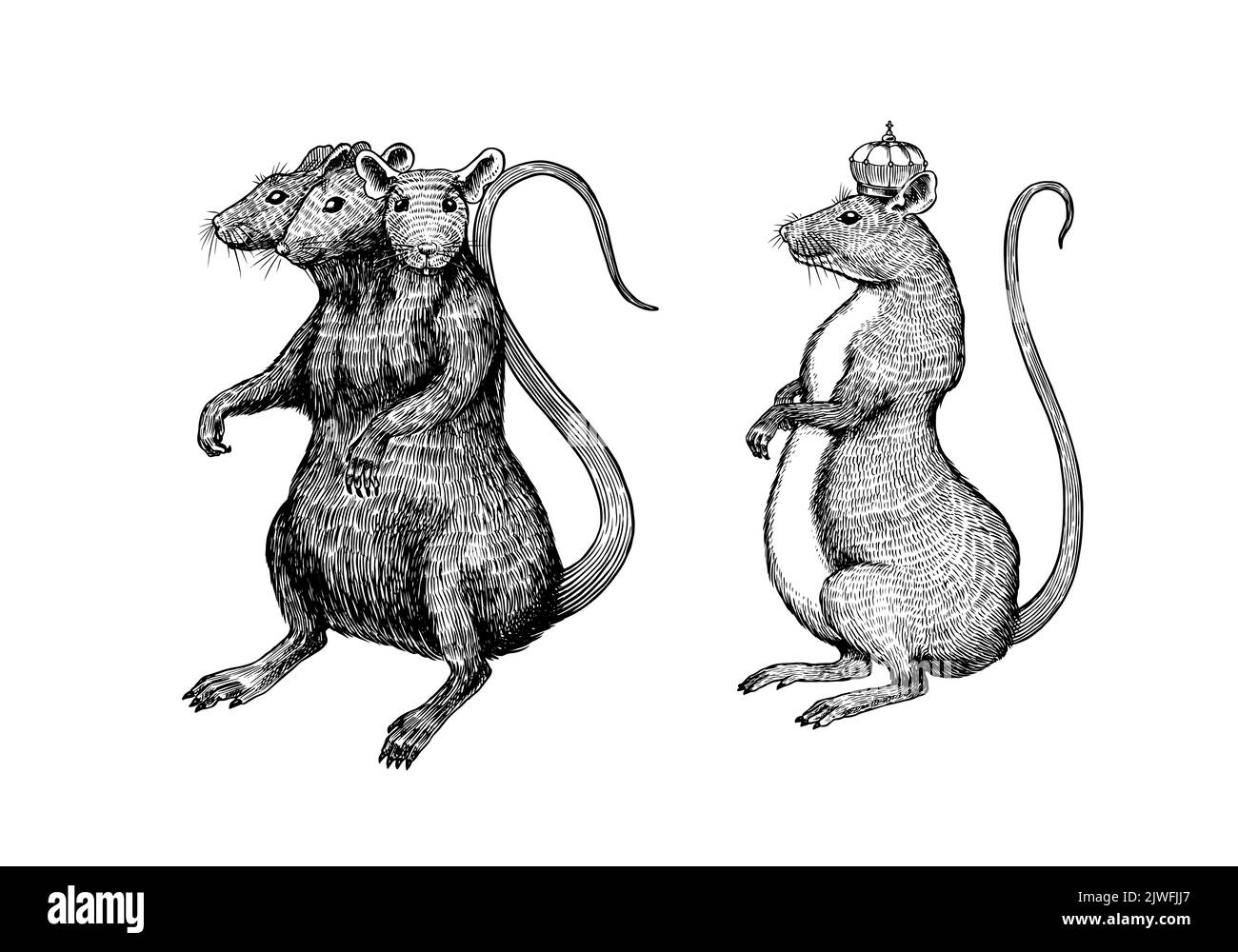 File:Rat King Illustration.svg - Wikipedia