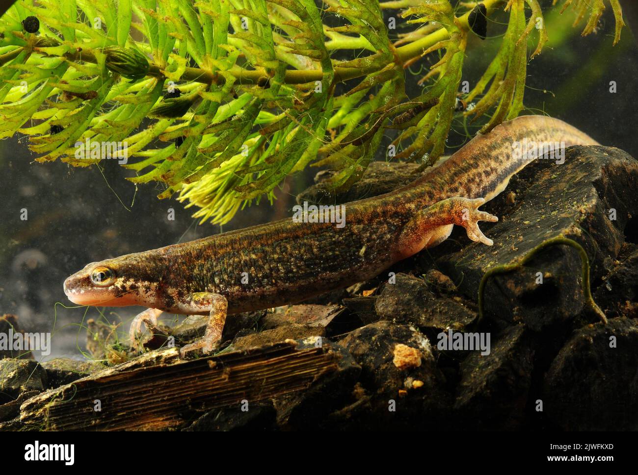 The smooth newt, European newt, northern smooth newt or common newt is a species of newt. It is widespread in Europe and parts of Asia, Stock Photo