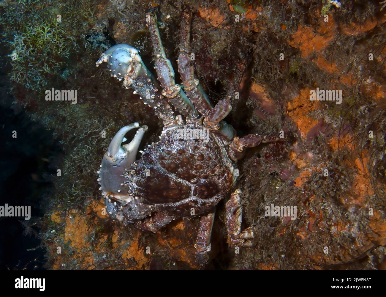 A West Indian Spiny Spider Crab (Mithrax spinosissimus) in Cozumel, Mexico Stock Photo