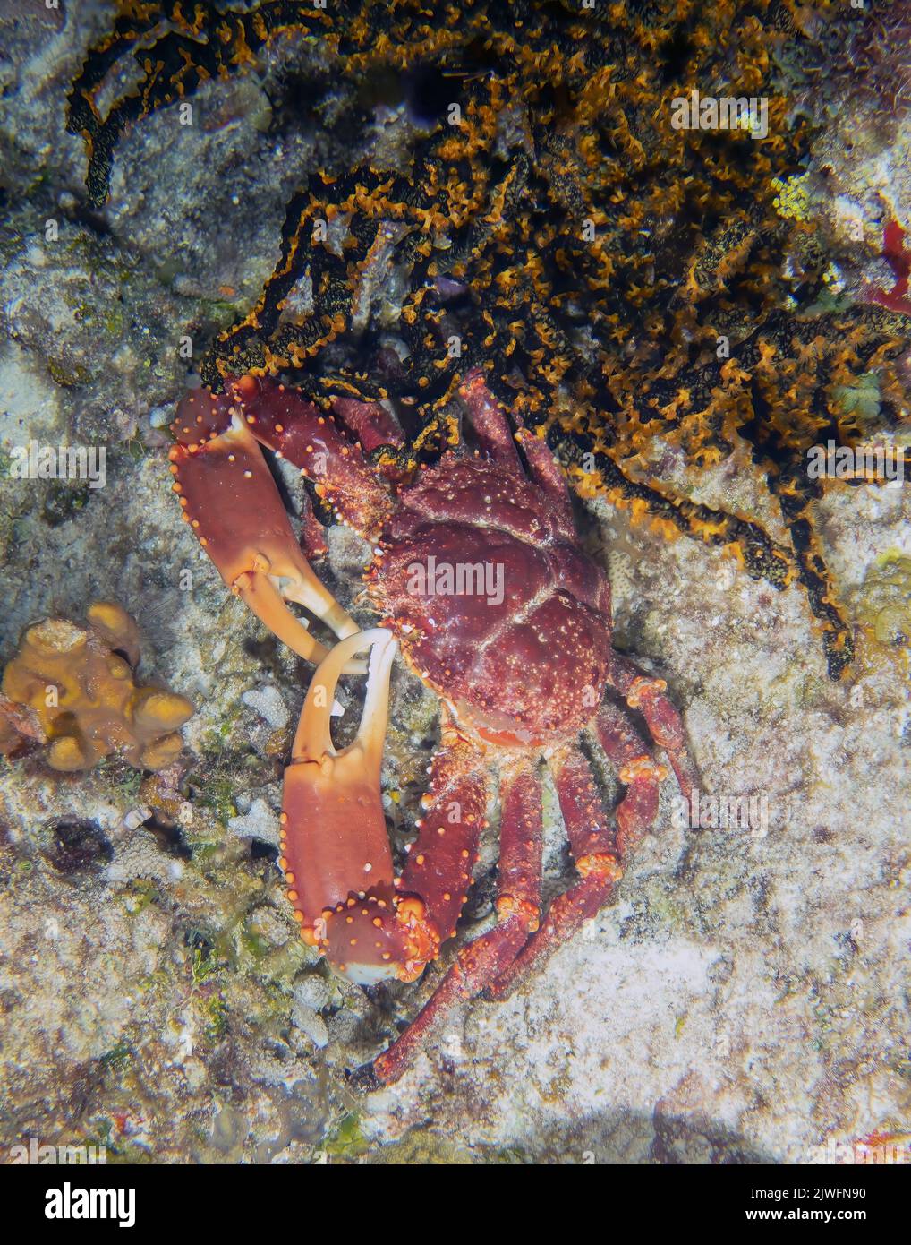A West Indian Spiny Spider Crab (Mithrax spinosissimus) in Cozumel, Mexico Stock Photo