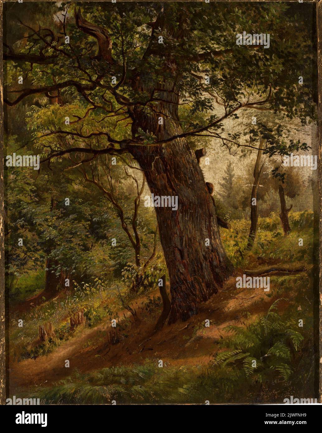 Study of a tree. Bayer, Wilhelm Peter (1871-1919), painter Stock Photo ...