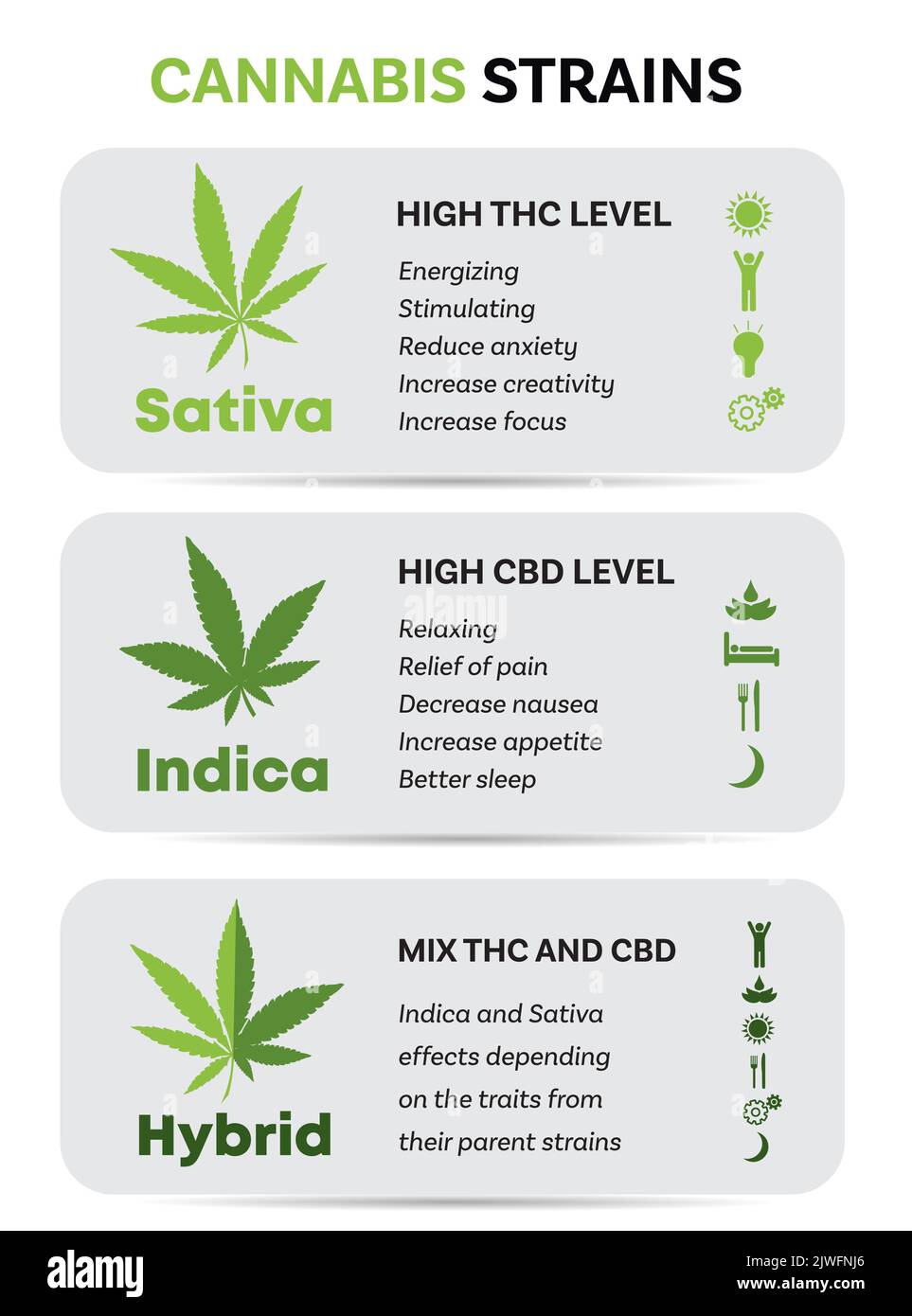 cannabis indica and sativa strains species information graphic guide Stock Vector