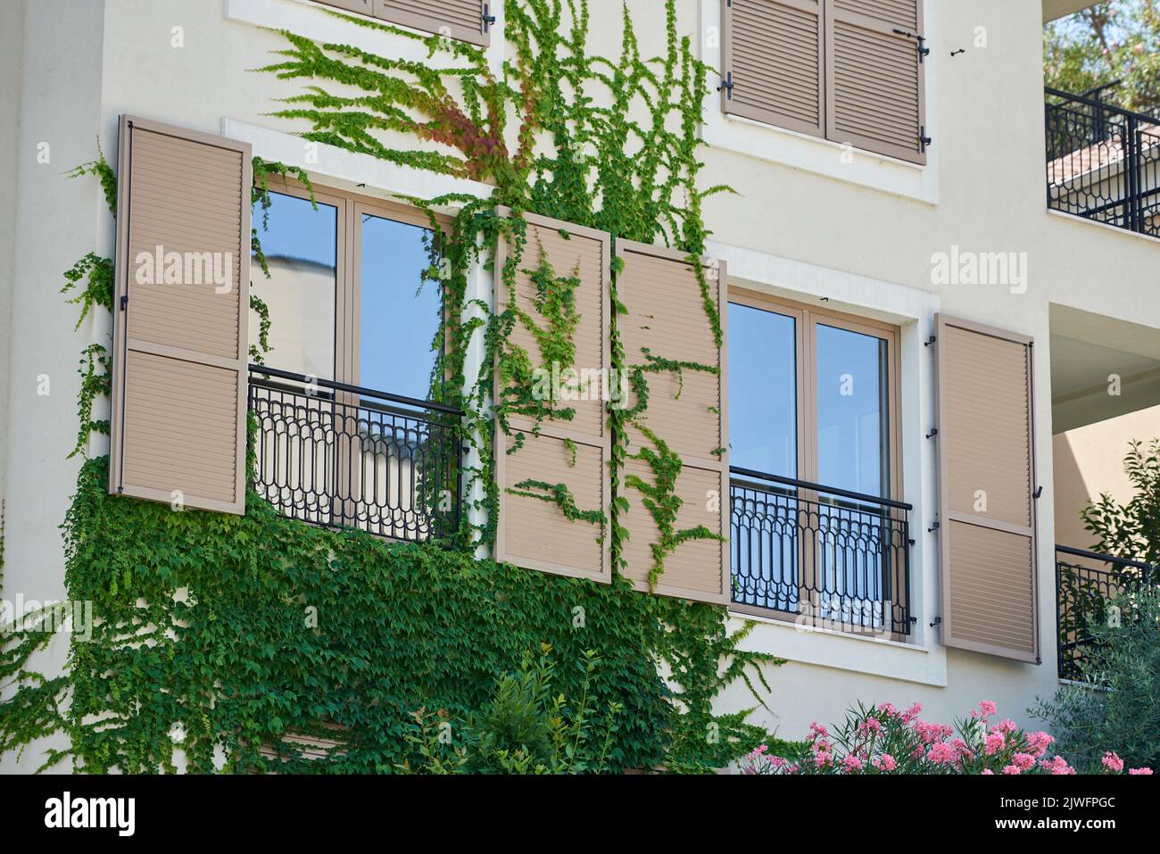 Ivy plant grows on the wall of a residential building Stock Photo Alamy