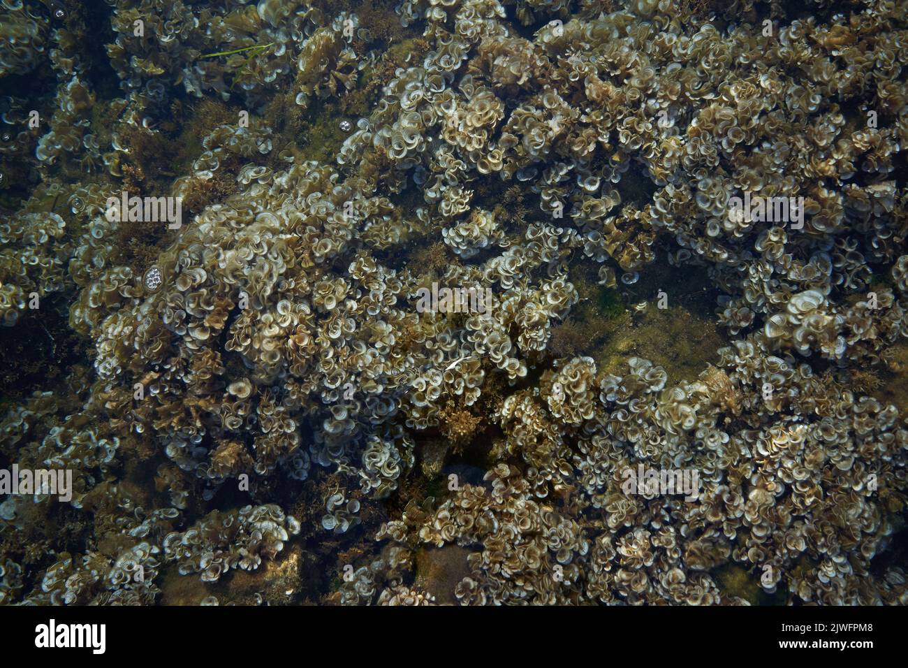 Algae in the clear water of the sea Stock Photo