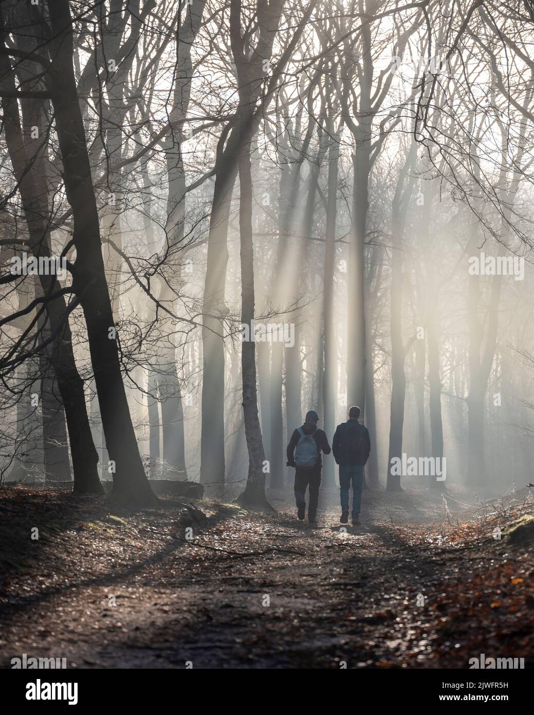 two men hike in early morning misty forest near utrecht in the netherlands Stock Photo