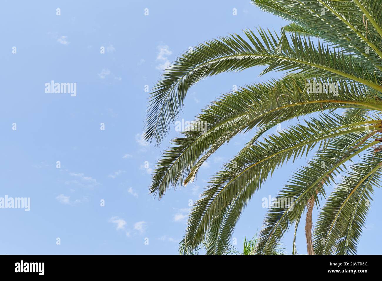 Palm branches on blue sky background, vacation concept Stock Photo