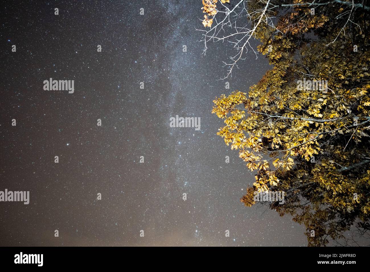 A vertical shot of a starry sky with trees illuminated Stock Photo - Alamy