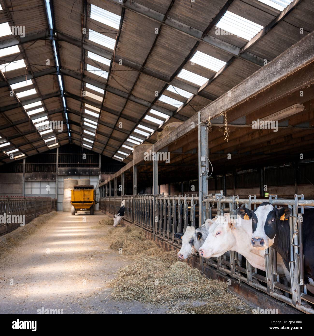 cows feed from hay in belgian barn of farm in ardennes region Stock Photo