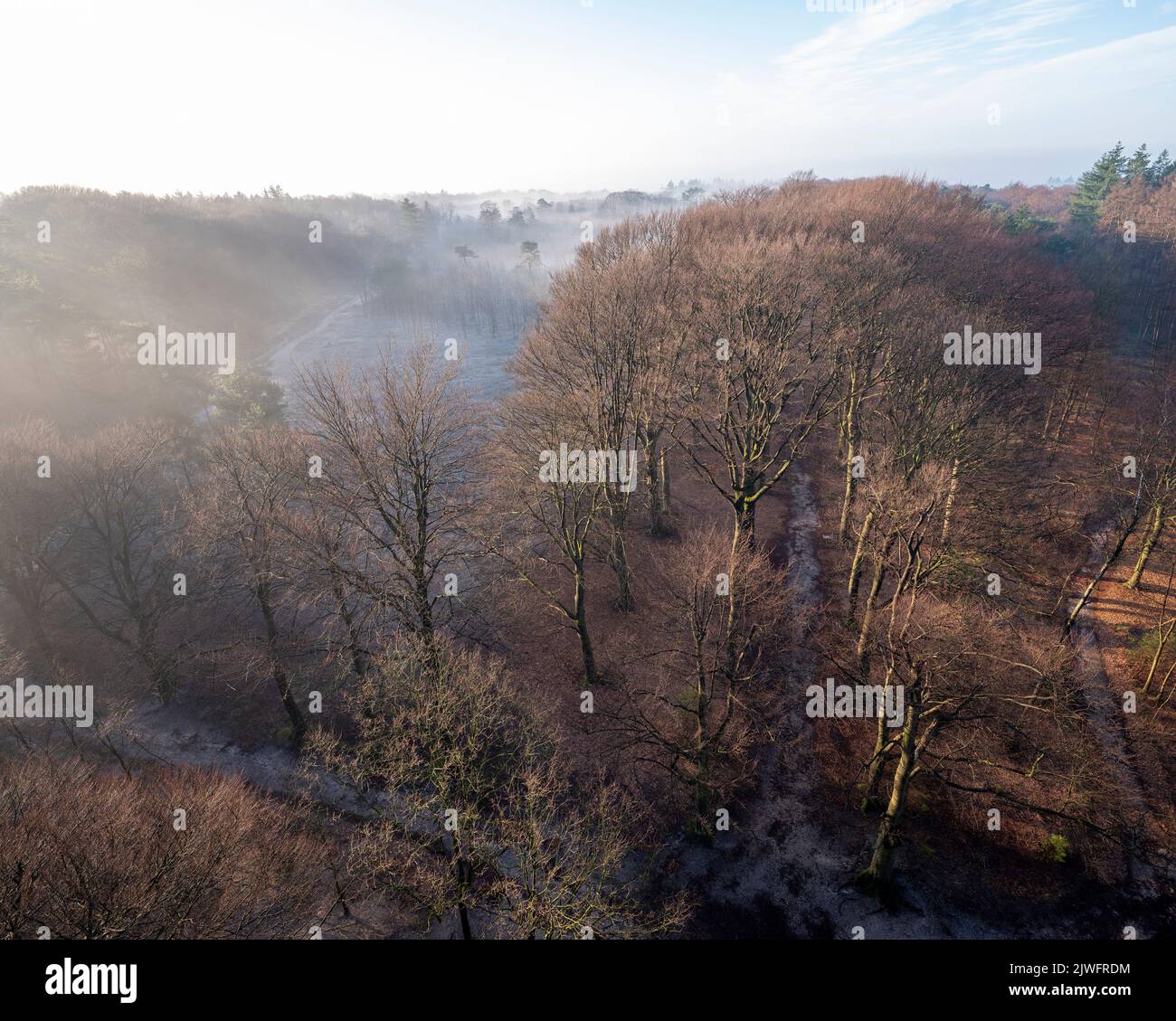mist at sunrise in forest near doorn and utrecht on winter morning in the netherlands Stock Photo