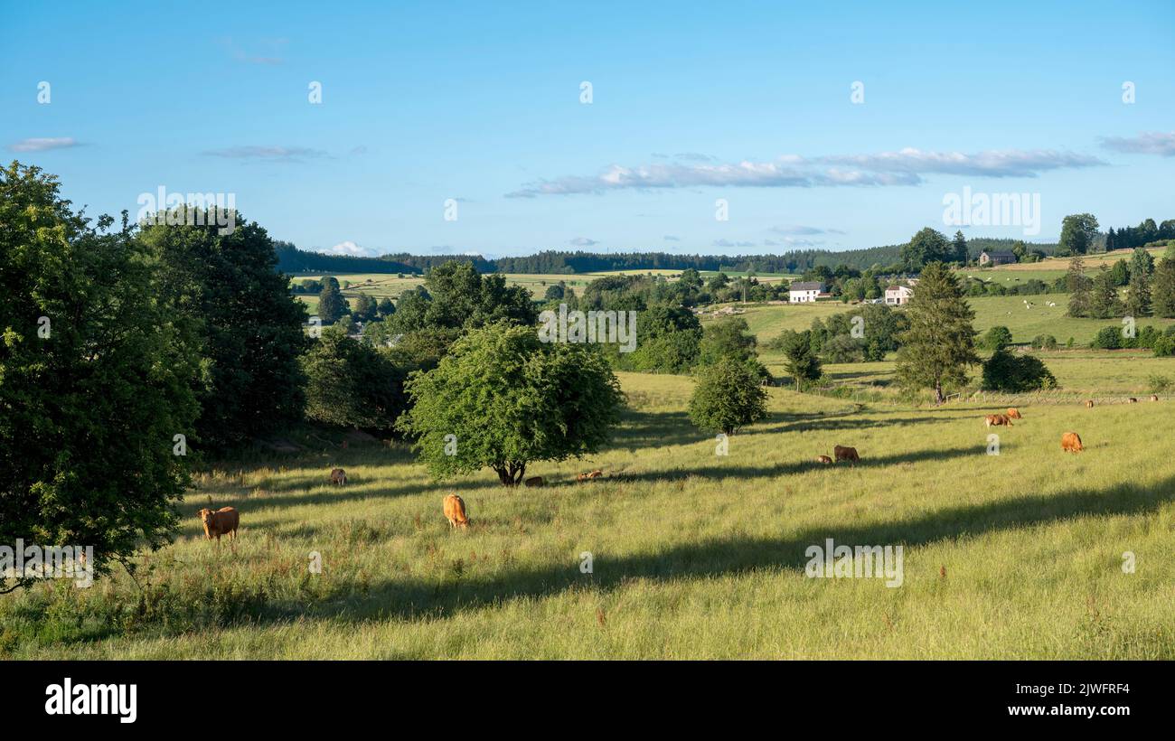 cows in green meadow between bastogne, La Roche and St Hubert in belgium Stock Photo