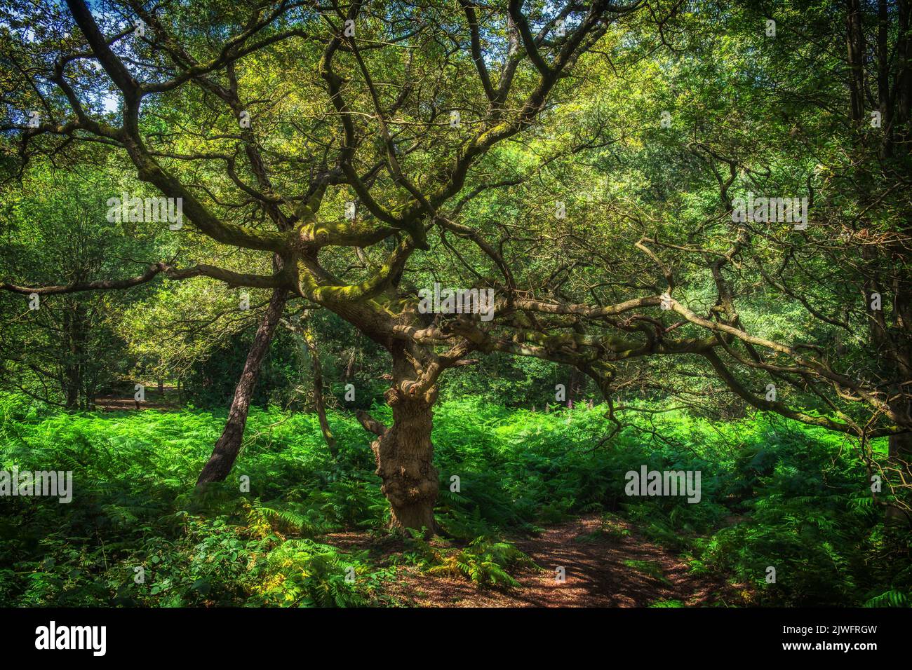 View of a dead tree surrounded by ferns in Wimbledon Common Stock Photo